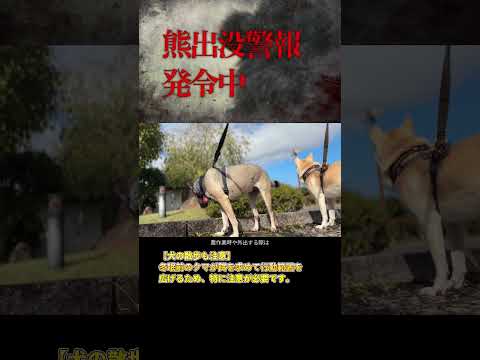 熊出没警報が鳴り響く中での犬の散歩