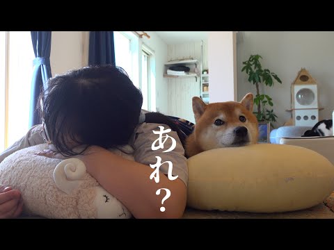 柴犬きゅうちゃんの体調不良と散歩で元気復活の記録 サムネイル