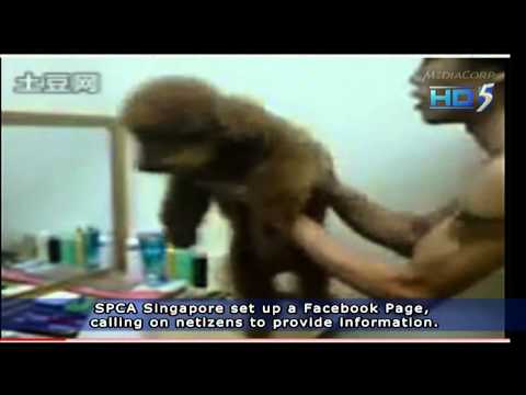 Malaysia Dog (named Sushi) Abusers Exposed~! 26Jan2011