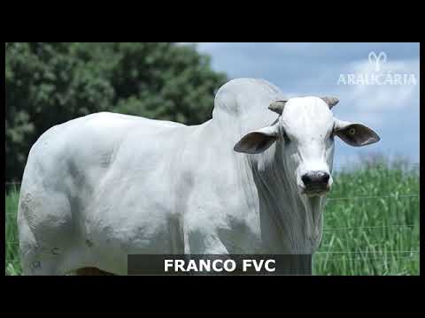 FRANCO FVC - Nelore