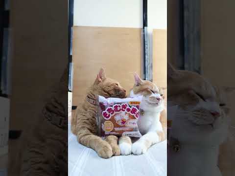 もちむぎゅまるのかわいいさつまいものせ猫動画 サムネイル