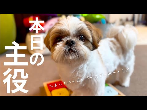 【シーズー】８歳🎂ハッピーバースデーボーイの1日🐶朝からいろんな初めて集めてみました！【犬Vlog】