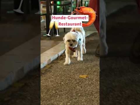 Rom: Gourmet-Restaurant für Hunde?