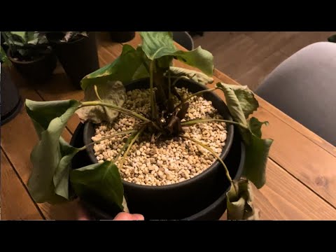 【復活】カラカラになったカラテア・オルビフォリアを再生させる | 育て方 | 植え替え | 剪定