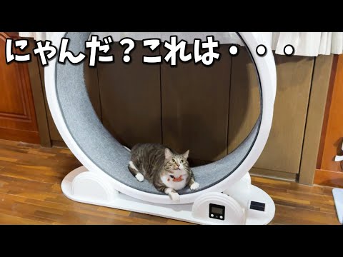 ウチの猫たちがお太りになられたので最終兵器を導入しました！！