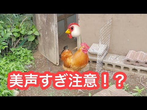 新メンバーキター!? 癒しボイスのピヨちゃん?