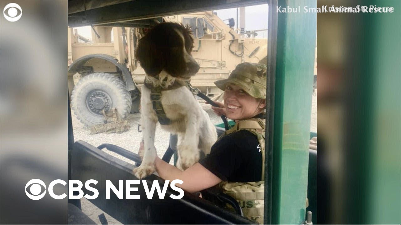Afghanistan military dog set to reunite with its owner in the U.S.