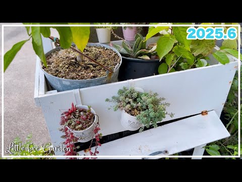 【#493】雨晒しで元気になった多肉【ガーデニング】
