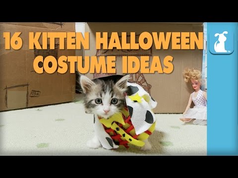 16 Kitten Halloween Costume Ideas - Kitten Love - UCPIvT-zcQl2H0vabdXJGcpg