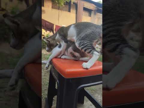 Twins Fighting|#cat #catlover #kitten #catvideos #catsoftiktok #catstagram #cutecat #kitty #kittycat