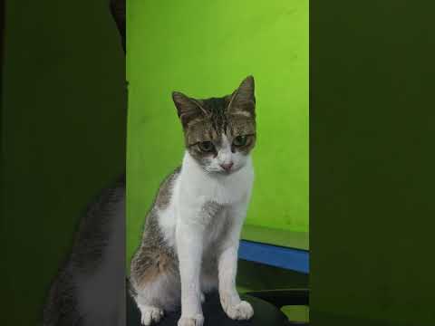 cute cat #fashion #food #viral #fyp #live #gym #fruit #memes #cat #kucing #wow #animals