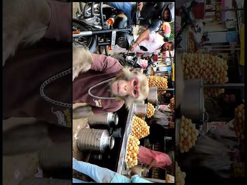 Bantoo Bhai Eating Golgappa's🐒🧿,Got Stomach Ache🤧😫 #monkeyvlog #aimonkeyvlog #bantoobhai