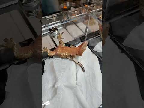 You Weirdo! Weird Crested Gecko
JOIN THE SUPREME TEAM!!   https_//www.buymeacoffee.com/SupremeGecko
     ✉️ 