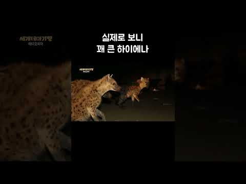 고기 먹으러 몰려든 하이에나 떼 #Shorts