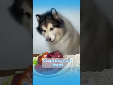 Đừng cho chó ăn những món này nếu không muốn chungd sống lâu #shots  #cat #mèo #dongvat