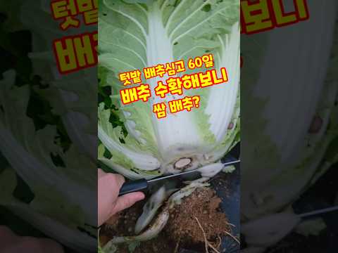 텃밭 배추심고 60일 배추 수확해보니 쌈배추? #shorts