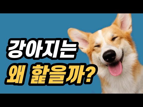강아지가 핥는다면 그냥 지나치지 마세요, 강아지가 핥는 이유