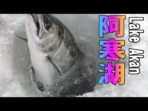 2025.2.14　【阿寒湖の美しいサクラマス】この美しさは別格　氷上サクラマス釣り   ワカサギ釣りメジャーエリア：糠平湖・金山湖・網走湖・朱鞠内湖