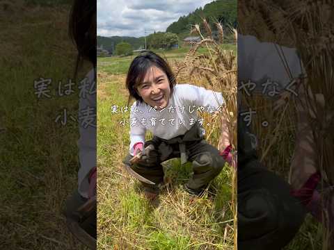 今年の小麦収穫量は…⁉️育てた小麦でカンパーニュ作ります。