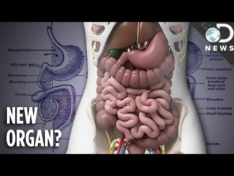 You Now Have A New Organ: Meet The Mesentery! - UCzWQYUVCpZqtN93H8RR44Qw