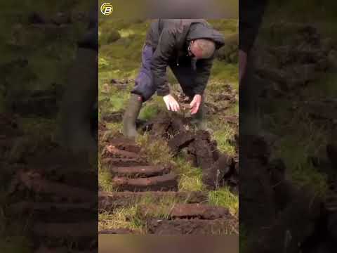 কয়লার ছোটো ভাই