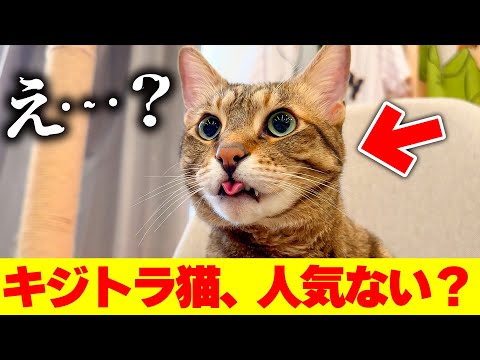 猫の動画サムネイル - 【疑惑】キジトラ猫は人気がないと言われている件について。