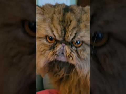 #cutebaby #cutecat #memories #browncat