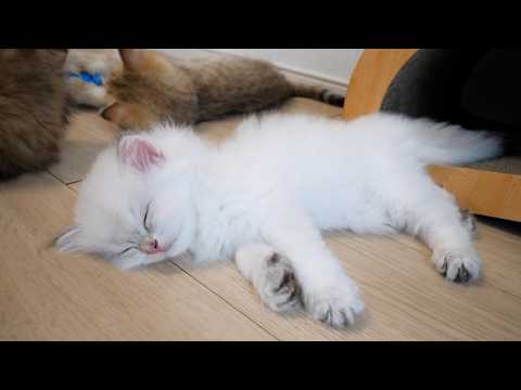 Cute little kitten showing no sign of waking up, even with all the commotion around it...