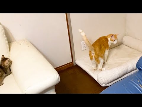 隠れている子猫を探す先住猫