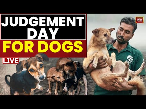 Supreme Court To Deliver Verdict On Stray Dogs | All Eyes On Top Court's Crucial Ruling | Stray Dog