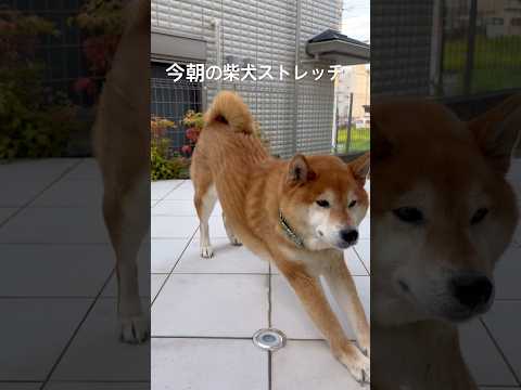 ファイト🐶 #dog #柴犬 #わんこ #shibainu #doggie #stretch #pet #ストレッチ #routines #shibadog #yoga #癒し #friday サムネイル