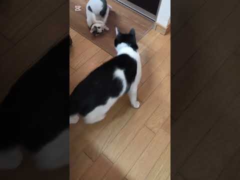 猫のハチワレさん #cat #子ネコ #ねこ #ハンター