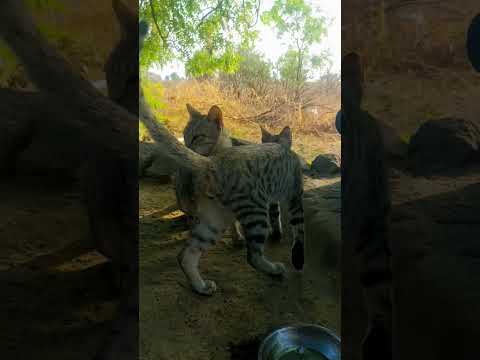 Cat video #catvideobrainrot # #catvideomice  #catvideosforkids #catvideotiktok #catvideogreenscreen