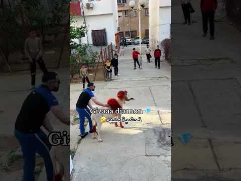 تحشية ههه 😂 Gizaaa diamon 🍬