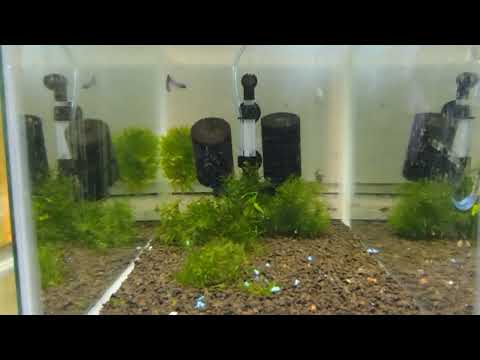 LJ'S CRAZY Subwassertang Tank! One of my ten gallons i grow various types of mosses and other plants like subwassertang.