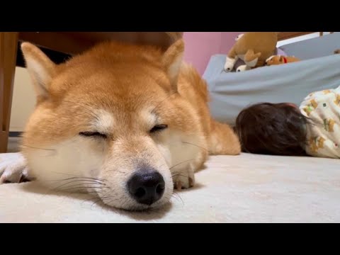 【柴犬の愛】朝起きてきた娘のそばにそっと寄り添う愛溢れる柴犬が可愛い🐶❤️