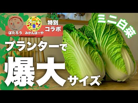 【みかんぼーや登場！】プランターで爆大サイズのミニ白菜の育て方|ミニ白菜栽培