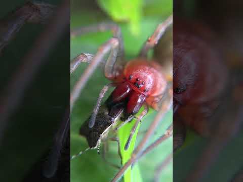La araña escupidora #shorts #viral
