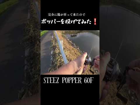 気持ち良くトップに出た❕#shorts #bassfishing #バス釣り#佐賀バス釣り #おかっぱり #佐賀クリーク #右巻き大好き
