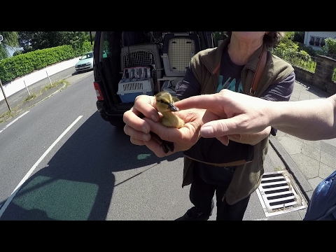 GoPro: Baby Duck Rescue with Stefan Bröckling - UCqhnX4jA0A5paNd1v-zEysw