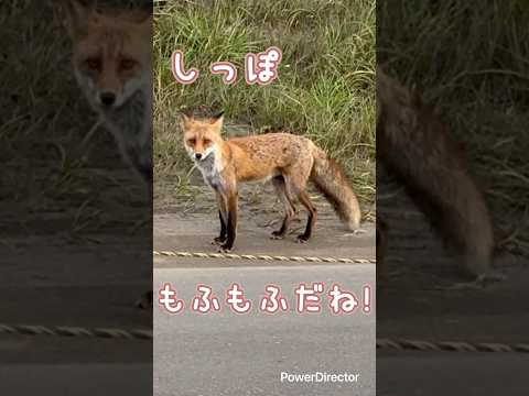 キタキツネに遭遇した！　#北海道　#キタキツネ