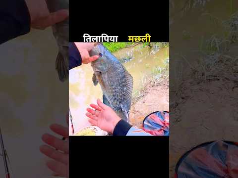 तिलापिया मछली 😱 #aivideo #fascinatinginformation #amazingfacts #carpfishin #youtubeshorts