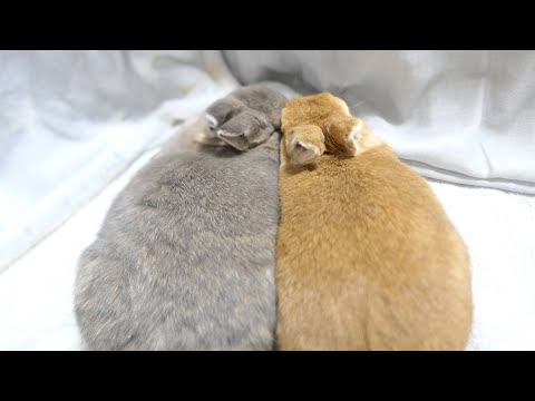 片思いが実ったうさぎ