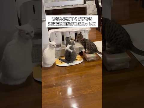 子猫のかわいい後ろ姿と待ちきれない猫たちの様子をご覧ください サムネイル