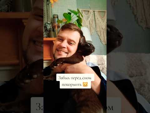 Забыл покормить кота перед сном | смешные животные #коты