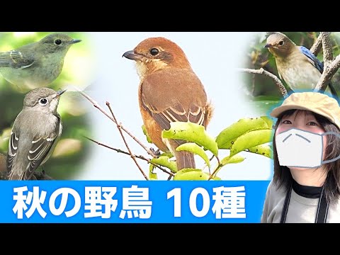 モズの鳴き声♪秋は鳥がいっぱい!【野鳥撮影vlog】