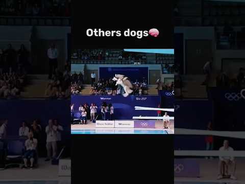 other dog vs my monty-shorts #shortsfeed #youtubeshorts #ytshorts #trending #rottweiler