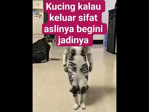 kucing meong meong lucu, kungfu#kucing#meong#lucu #shorts