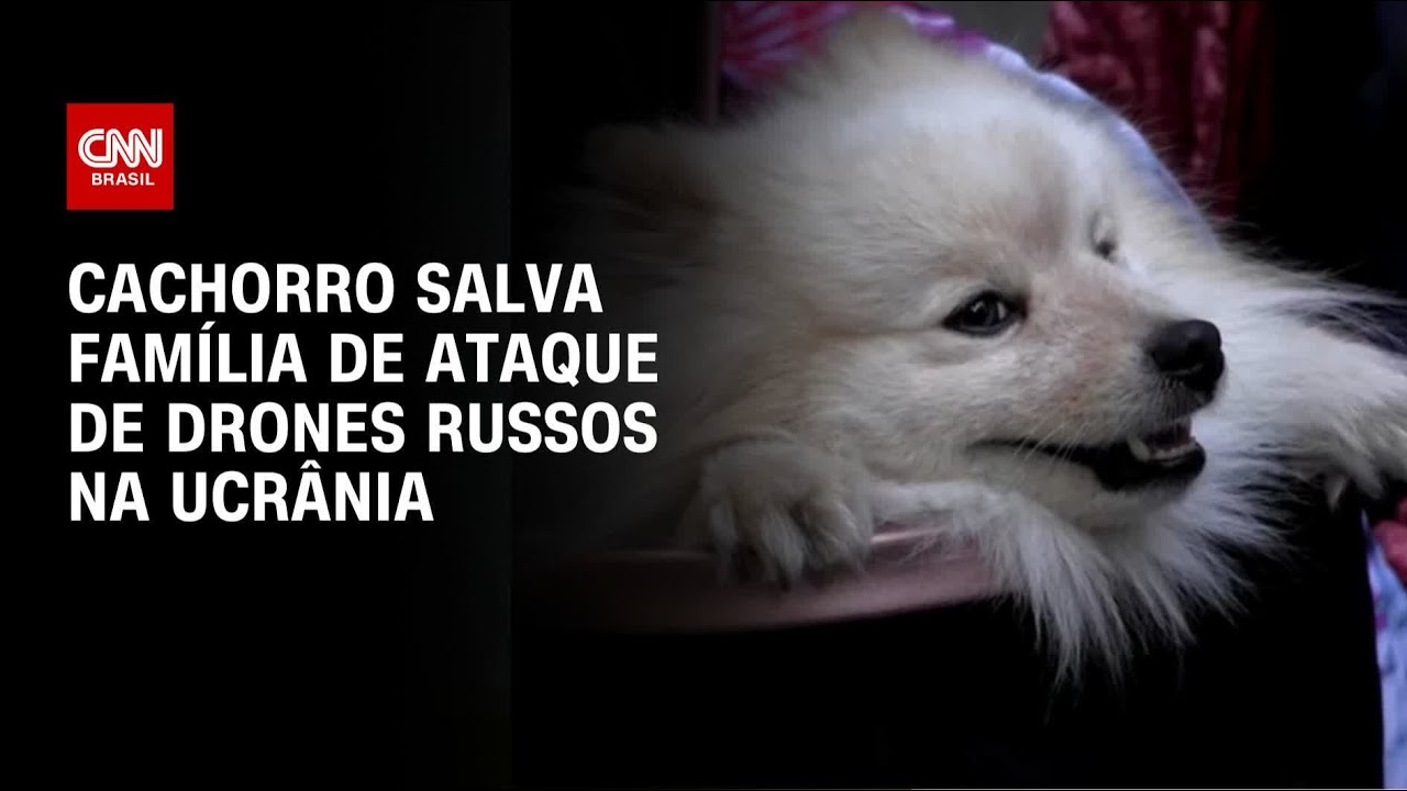 Cachorro salva tutores de ataque de drones russos na Ucrânia diz família | BASTIDORES CNN
