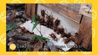 オオスズメバチ解説　あやつじおにいさん（とうきょう）